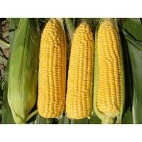 ราคา รวมเมล็ดพันธุ์ข้าวโพด เมล็ดพันธุ์ข้าวโพด ข้าวโพดหวาน ข้าวโพดเทียนรวม ข้าวโพดข้าวเหนียวดำ นิลสยาม หวานละไม 30 35 เมล็ดต่อซอง (21842032972)