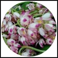 ราคา จูงนาง จูงนางสีชมพู1หัว กล้วยไม้ดิน นำดอกหรือต้นแช่น้ำมันจันทร์ป้ายปากมือหน้า ช่วยสร้างเสน่ห์ ไม้มงคล หัวว่าน ว่าน (17112424601)