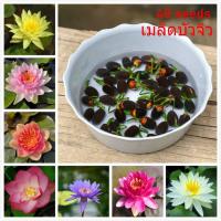 ราคา เมล็ดบัวจิ๋ว เมล็ดดอกไม้ Mini Lotus Water Lily Seeds Hydroponic Plants ต้นไม้ประดับ ต้นไม้ฟอกอากาศ บอนไซ ต้นไม้ ดอกบัวหลากสี พันธุ์ดอกไม้ บัวแคระญี่ปุ่น ต้นบัวหลวง บัวจิ๋วญี่ปุ่น ต้นไม้ดอก flower seed