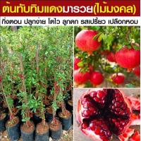 ราคา ต้นทับทิม ทับทิมแดง ทับทิม เซี๊ยะลิ้ว พิลา มะก่องแก้ว มะเก๊าะ หมากจัง (21886439563)