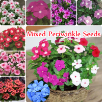 ราคา บานเพื่อคุณเท่านั้น 100 เมล็ด Mixed Periwinkle Seeds หัวบอนสีสวยๆ ต้นบอลสีแปลกๆ ต้นดอกไม้สวยๆ ต้นไม้มงคล บอนสีชายชล ต้นบอนสีนางไหม บอนสี ต้นบอนสีท (10993766303)