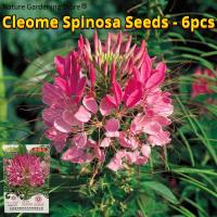 ราคา เมล็ดพันธุ์ ผักเสี้ยนฝรั่ง บรรจุ 6 เมล็ด Cleome Spinosa Flower Seeds for Planting Gardening เมล็ดดอกไม้ บอนสีราคาถูก เมล็ดบอนสี ต้นไม้มงคล บอนสี เมล็ดพันธุ์ดอกไม้ ไม้ประดับมงคล พันธุ์ดอกไม้ ดอกไม้ปลูก
