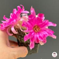 ราคา อิชินอปซิส โลบิเวีย Echinopsis Lobivia แคคตัส กระบองเพชร cactus succulent (20217659458)