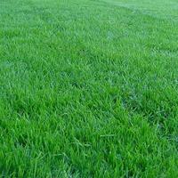 ราคา ขายส่ง 100000 เมล็ด เมล็ดหญ้าเบอร์มิวด้า Bermuda Grass หญ้าแพรก Cynodon dactylon หญ้าเป็ด หน่อเก่เด หญ้าปูสนาม สนามหญ้า พืชตระกูลหญ้า เมล็ดพันธ์หญ้า (396924994)