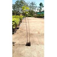 ราคา ต้นตะเคียนทอง 1 30 1 60 เมตร ชุด10ต้นแถมฟรี1ต้น (17820131790)