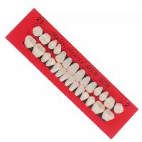 ราคา A teaching mold for dental materials using 28 dentures for student practice teeth plastic teeth (21814839990)