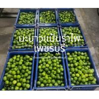 ราคา มะนาวแป้นรำไพเพชรบุรี เปลือกบาง น้ำเยอะ เบอร์500 ขนาดกลาง 2 กก 50ลูก (21767914179)