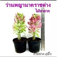 ราคา ต้นพญานาคราชด่าง กระถาง4นิ้วไม้เสริมดวง ไม้นำโชค ปลูกไว้เพื่อกันงูเข้าบ้าน และ เป็นมงคลกับชีวิต (21010500334)