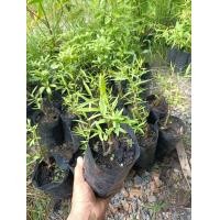 ราคา ต้นหลิว หลิวลู่ลม หลิวจีน นิยมปลูกเพื่อความสวยงาม ทำฮวงจุ้ยแทนน้ำตก (9642039148)