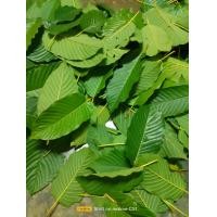 ราคา ใบกระท่อมสดใบกระท่อมท่อมชุมพรใบรวม2กิโลใบกระท่อมใต้ก้านเขียวก้านแดง (21681965468)