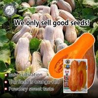 ราคา ปลูกง่าย 30เมล็ด ซอง เมล็ดพันธุ์ ฟักทองน้ำผึ้ง เมล็ดฟักทองฮันนี่ บัตเตอร์นัท เมล็ดพันธุ์ฟักทองหยดน้ำผึ้ง เมล็ดฟักทองหยดน้ำผึ้ง Pumpkin seed เมล็ดพันธุ์ผัก ผักออร์แกนิก เมล็ดบอนสี ผักสวนครัว ต้นผลไม้ บ