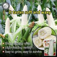 ราคา ปลูกง่าย 40เมล็ด ซอง เมล็ดพันธุ์ ข้าวโพดข้าวเหนียวไวท์กรีน Waxy Corn White Green ปลูกง่าย ปลูกได้ทั่วไทย เมล็ดพันธุ์ผัก ผักออร์แกนิก เมล็ดบอนสี ผักสวนครัว ต้นผลไม้ บอนไซ พันธุ์ผัก เมล็ดผัก ปลูกง่าย ผล