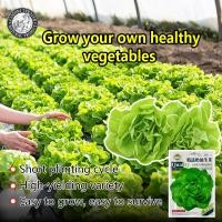 ราคา ปลูกง่าย 500เมล็ด ซอง เมล็ดพันธุ์ ผักสลัด บัตเตอร์คลั้น Buttercrunch Lettuce Seed เมล็ดพันธุ์ ผักสลัด Lettuce Seeds for Planting เมล็ดพันธุ์แท้ OP เมล็ดพันธุ์ผัก ผักสวนครัว ผักออร์แกนิก พันธุ์ผัก เมล็