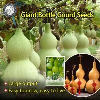 ราคา ปลูกง่าย 8เมล็ด ซอง เมล็ดพันธุ์ น้ำเต้ายักษ์ น้ำเต้าเซียน เมล็ดน้ำเต้าเซียนใหญ่ Giant Bottle Gourd Seed Organic Vegetable Seeds for Planting เมล็ดบอนสี ผักสวนครัว บอนไซ พันธุ์ผัก เมล็ดผัก ปลูกง่าย ผลผ
