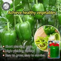 ราคา ปลูกง่าย 300เมล็ด ซอง เมล็ดพริกหวาน เมล็ดพันธุ์ พริกหยวก Bell Pepper Seeds Organic Vegetable Seeds for Planting เมล็ดพริกหยวก เมล็ดพันธุ์ผัก ผักออร์แกนิก เมล็ดบอนสี ผักสวนครัว ต้นผลไม้ บอนไซ พันธุ์ผัก