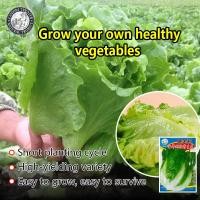ราคา ปลูกง่าย 500เมล็ด ซอง Lettuce Seed เมล็ดพันธุ์ ผักกาดหอม อิตาลี สีเขียว เมล็ดพันธุ์ ผักสลัด หัวใหญ่ กรอบมาก หวาน Hydroponics Lettuce Vegetable Seeds เมล็ดพันธุ์แท้ OP เมล็ดพันธุ์ผัก ผักสวนครัว ผักออร์