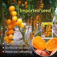 ราคา ปลูกง่าย 300เมล็ด ซอง เมล็ดพันธุ์ มะเขือเทศ เชอรี่ สีเหลือง Gold Yellow Cherry Tomato Seed Fruit Seeds มะเขือเทศเชอรี่ เมล็ดผลไม้ เมล็ดพันธุ์ผลไม้ เมล็ดพันธุ์ แท้ ผลไม้อินทรีย์ ต้นไม้ผลกินได้ ต้นไม้กิ