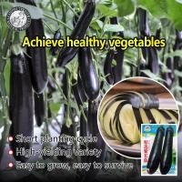 ราคา ปลูกง่าย 250เมล็ด ซอง Long Eggplant Seeds เมล็ดพันธุ์ มะเขือยาว สีม่วงญี่ปุ่น ของแท้ 100 Eggplant Vegetable Seeds เมล็ดพันธุ์แท้ OP เมล็ดพันธุ์ผัก ผักสวนครัว บอนไซ ปลูกผัก ผักออร์แกนิก พันธุ์ผัก เมล็ด