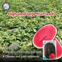 ราคา เมล็ดผลไม้ที่ปลูกง่าย 20เมล็ด ซอง เมล็ดพันธุ์ แตงโมดำ Giant Black Beauty Watermelon Seeds Fruit Seeds เมล็ดพันธุ์ผลไม้ เมล็ดพันธุ์ แท้ ผลไม้อินทรีย์ ต้นไม้ผลกินได้ ต้นไม้กินผล เมล็ดผลไม้ พันธุ์ไม้ผล บ
