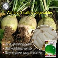 ราคา ปลูกง่าย 300เมล็ด ซอง เมล็ดพันธุ์ หัวไชเท้า แครอท Radish Seeds Carrot Seeds Organic Vegetable Seeds เมล็ดพันธุ์แท้ OP เมล็ดพันธุ์ผัก ผักสวนครัว บอนไซ ปลูกผัก ผักออร์แกนิก พันธุ์ผัก เมล็ดผัก เมล็ดพันธุ