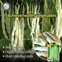 ราคา ปลูกง่าย 20เมล็ด ซอง เมล็ดพันธุ์ถั่วแขก Wide Green Kidney Bean Seeds หวานกรอบ งอกง่าย เมล็ดพันธุ์ ถั่วแขก เออรี่บุช สีเขียวอ่อน เมล็ดพันธุ์แท้ OP เมล็ดพันธุ์ผัก ผักสวนครัว ผักออร์แกนิก พันธุ์ผัก เมล็ด