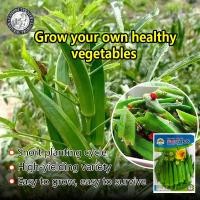 ราคา ปลูกง่าย 60เมล็ด ซอง เมล็ดกระเจี๊ยบเขียว Okra เมล็ดกระเจี๊ยบ เมล็ดพันธุ์กระเจี๊ยบ เมล็ดพันธุ์กระเจี๊ยบเขียว เมล็ดพันธุ์ผัก เมล็ดพันธุ์ผัก ผักออร์แกนิก เมล็ดบอนสี ผักสวนครัว ต้นผลไม้ บอนไซ พันธุ์ผัก เม