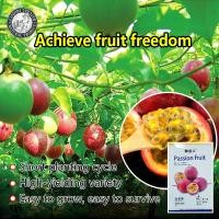 ราคา ปลูกง่าย 100เมล็ด ซอง เสาวรสสีแดง เมล็ดเสาวรสหวานสีม่วง ทานอร่อย เมล็ดพันธุ์ เสาวรสหวาน เมล็ดพันธุ์ผลไม้ เมล็ดพันธุ์ผลไม้ เมล็ดพันธุ์ แท้ ผลไม้อินทรีย์ ต้นไม้ผลกินได้ ต้นไม้กินผล เมล็ดผลไม้ พันธุ์ไม้ผ