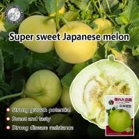 ราคา 30เมล็ด ซอง งอกง่าย เมล็ดพันธุ์ เมล่อนแอปเปิล Japanese Melon Seeds หวานฉ่ำ เมล็ดพันธุ์เมล่อนแอปเปิล เมล็ดแอปเปิ้ลเมล่อน เมล็ดเมล่อนแอปเปิ้ล เมล็ดพันธุ์ผลไม้ บอนสี ต้นไม Rare Honey Melon Fruit Plants (