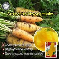 ราคา ปลูกง่าย 300เมล็ด ซอง เมล็ดพันธุ์ แครอทสีเหลือง Yellow Carrot Seeds Organic Vegetable Seeds เมล็ดแครอท เมล็ดพันธุ์แท้ OP เมล็ดพันธุ์ผัก ผักสวนครัว บอนไซ ปลูกผัก ผักออร์แกนิก พันธุ์ผัก เมล็ดผัก เมล็ดพั