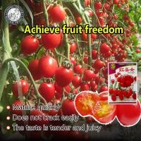 ราคา ปลูกง่าย 300เมล็ด ซอง เมล็ดพันธุ์ มะเขือเทศเชอรี่ ผลใหญ่ Large Red Cherry Tomato มะเขือเทศเชอรี่ เมล็ดผลไม้ เมล็ดพันธุ์ผลไม้ เมล็ดพันธุ์ แท้ ผลไม้อินทรีย์ ต้นไม้ผลกินได้ ต้นไม้กินผล เมล็ดผลไม้ พันธุ์ไ