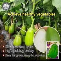 ราคา ปลูกง่าย 250เมล็ด ซอง เมล็ดพันธุ์ มะเขือม่วงยักษ์ F1 มะเขือยาวอ้วน Big Green Eggplant Seed Organic Vegetable Seeds for Planting เมล็ดพันธุ์แท้ OP เมล็ดพันธุ์ผัก ผักสวนครัว บอนไซ ปลูกผัก ผักออร์แกนิก พ