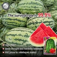 ราคา No 8 Giant Watermelon Seed Fruit Seeds เมล็ดพันธุ์แตงโมยักษ์ เนื้อสีแดง หวานสุดๆ 30เมล็ด เมล็ดแตงโมยักษ์ เมล็ดพันธุ์ผลไม้ เมล็ดพันธุ์ แท้ ผลไม้อินทรีย์ ต้นไม้ผลกินได้ ต้นไม้กินผล เมล็ดผลไม้ พันธุ์ไม้ผ