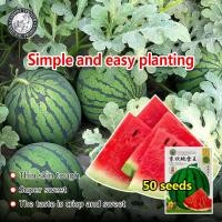 ราคา งอกง่าย 50เมล็ด ซอง Round Watermelon Seeds เมล็ดพันธุ์ แตงโม เมล็ดพันธุ์แตงโม F1 Hybrid Sweet Sugarbaby Watermelon Fruit Seeds เมล็ดพันธุ์ผลไม้ เมล็ดพันธุ์ แท้ ผลไม้อินทรีย์ ต้นไม้ผลกินได้ ต้นไม้กินผล