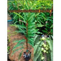 ราคา มะขามป้อมยักษ์อินเดีย ทาบกิ่ง ต้นสูง 70 cm 1ปีออกผล (21735651761)