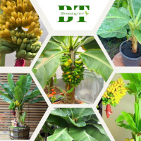 ราคา ต้นกล้วยไข่ ต้นเพาะเลี้ยงเนื้อเยื่อที่ให้ผลหวาน มีกลิ่นหอม (21899748896)