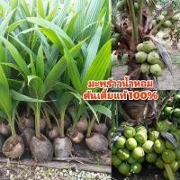 ราคา ต้นพันธุ์มะพร้าวน้ำหอม ต้นเตี้ยแท้ 100 ปลูก 1 2 ปีออกผล (21777635436)