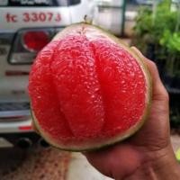 ราคา ต้นส้มโอทับทิมสยาม ส้มโอ เนื้อผลมีสีชมพูเข้มถึงแดง เหมือนสีทับทิม เนื้อกรอบ หวานฉ่ำ รากเดินเต็มถุง พร้อมปลูก 2ปี เริ่มติดผล (13786709050)