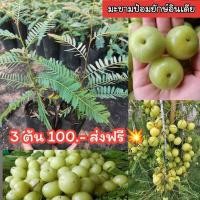 ราคา ต้นมะขามป้อมยักษ์อินเดีย 3 ต้น 99 บาท 2 ปีออกผล (21741366381)
