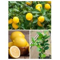 ราคา ต้นเลมอน พันธุ์ยูเรก้า ติดผลตลอดปี กลิ่นหอมน้ำเยอะ สูง60 80ซ ม แบบกิ่งตอน (17511412177)