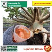 ราคา ปูนแดงทาแผลต้นชวนชม ปูนแดงทาแผลหัวบอนสี ปูนแดงทาหน่อกล้วยไม้ ปูนแดงใช้ทาแผลต้นไม้แก้อาการเน่าจากเชื้อรา (13267801514)