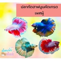 ราคา ปลากัดฮาฟมูนเพศผู้ (21887580145)