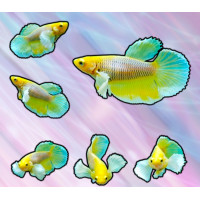 ราคา แม่พันธุ์ปลากัดหูช้าง ไข่แน่นๆ มีหลากหลายสีสัน (21887574058)