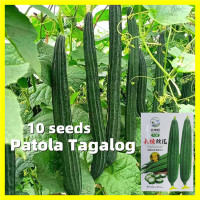 ราคา บวบเหลี่ยมลูกผสม วิกเกอร์เอ Long Sponge Gourd Seeds ผลผลิตสูง บรรจุ 10 เมล็ด มล็ดพันธุ์บวบเหลี่ยม Luffa Seeds วิกเกอร์เอ Rare Ridge Gourd Seeds for Planting Vegetable Seeds มล็ดบวบเหลี่ยม ลูกผสม พันธุ