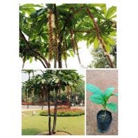 ราคา ต้นจิกเศรษฐี ช่อดอกยาว ดอกสวยกลิ่นหอม ปลูกเป็นไม้มงคล สูง25 35ซ ม (21521350005)