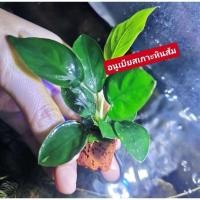 ราคา อนูเบียส ไม้น้ำไม่ต้องใช้co2 แต่งตู้ปลา (12542999159)