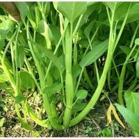 ราคา 200 เมล็ด ผักบุ้ง ผักทอดยอด ผักบุ้งนา โหนเดาะ กากง Water spinach Seeds (21738231337)