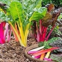 ราคา 30 เมล็ด บีท สวิสชาร์ด มิกซ์สตาร์ ผักสลัด Beet Swiss Chard Mix Star Seeds สายพันธุ์ Rainbow Blend (21816546956)