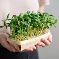 ราคา 80 เมล็ด ต้นอ่อนทานตะวัน หรือ ทานตะวันงอก Sunflower Sprout Seeds (21825226366)