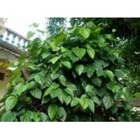 ราคา ใบพลู สด ใบพลูเหลือง ใบพลูขาว ใบพลูกินหมาก ใบพลู พลูกินหมาก (16543697882)