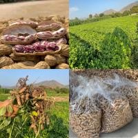 ราคา เมล็ดพันธุ์ถั่วลิสงลายเสือ50เมล็ด สำหรับเพาะ (16689631987)